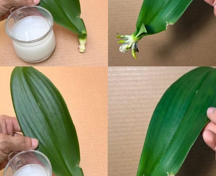 Dieses magische Wasser belebt sofort und ganz einfach 1 Orchideenblatt