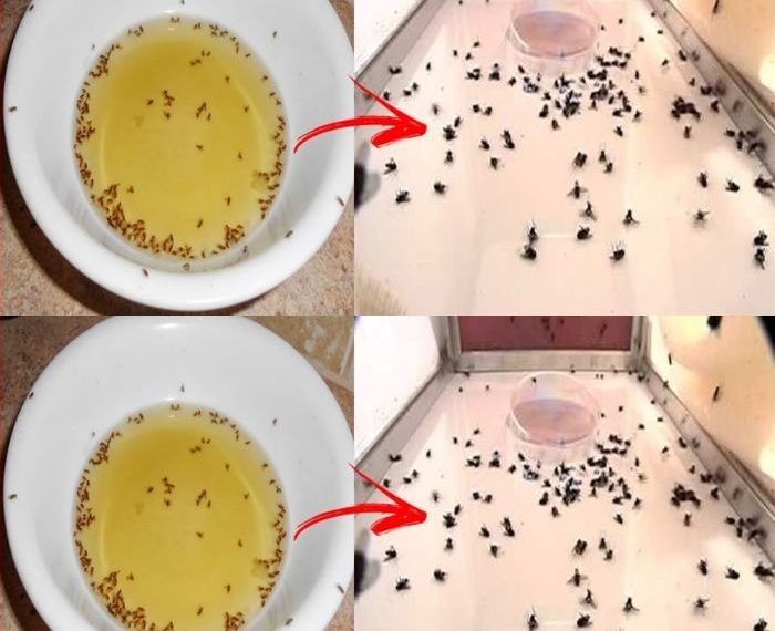 Stellen Sie es in Ihr Haus und Sie werden nie wieder Fliegen oder Mücken sehen – das natürliche Heilmittel