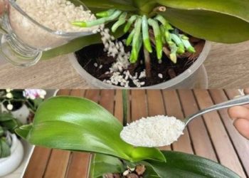Düngen Sie die Orchidee, damit sie lange und üppig blüht