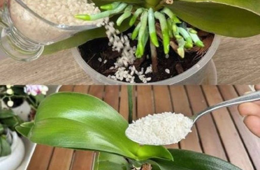 Düngen Sie die Orchidee, damit sie lange und üppig blüht