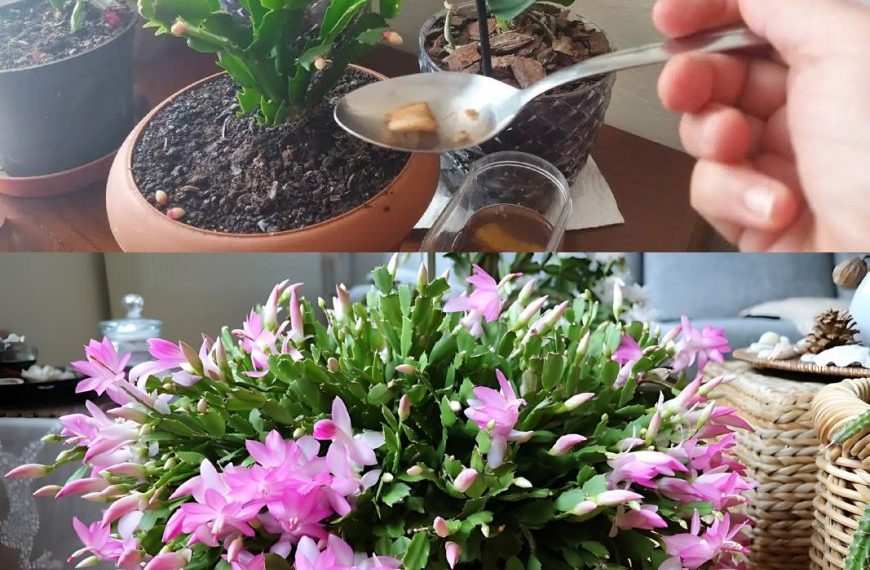 Der Besitzer des Blumenladens hat mir dieses Hausmittel empfohlen