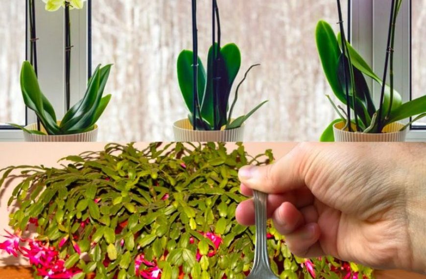 Nur 1 Teelöffel für jede Blume, die Sie zu Hause haben, und die Blüte ist gesichert