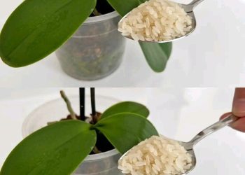 Der Trick, um eine getrocknete Orchidee wiederzubeleben, deren Blüten verblüht sind