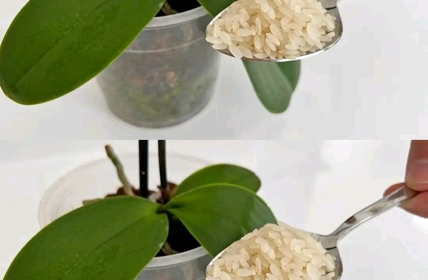 Der Trick, um eine getrocknete Orchidee wiederzubeleben, deren Blüten verblüht sind