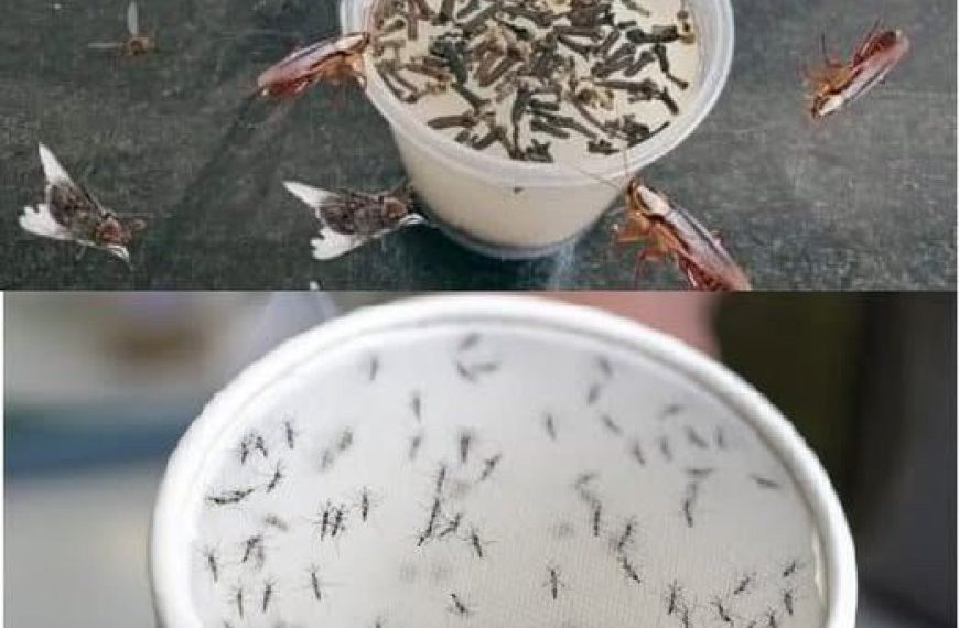 Natürliches Insektenschutzmittel: Eine einfache Küchenlösung zur Beseitigung von Fliegen