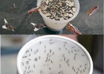 Natürliches Insektenschutzmittel