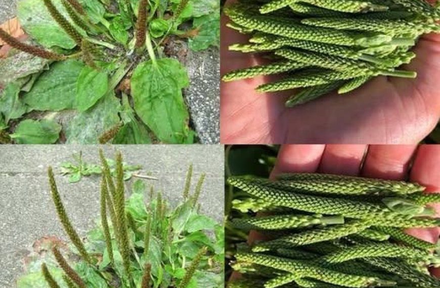Plantago Major: Eine unterschätzte Pflanze