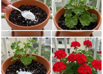 Meine Geranie hat noch nie so üppig geblüht: Meine Großmutter-Floristin riet mir, sie zu füttern