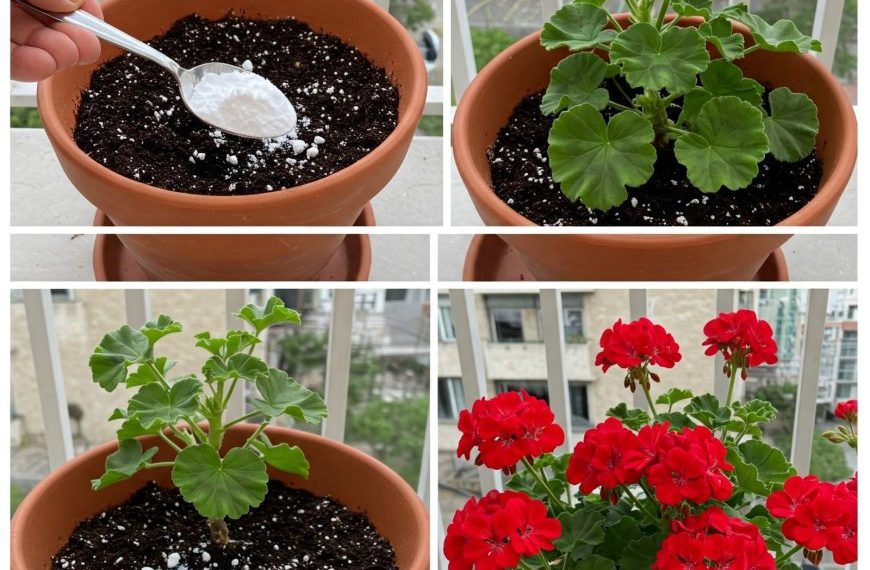 Meine Geranie hat noch nie so üppig geblüht: Meine Großmutter-Floristin riet mir, sie zu füttern