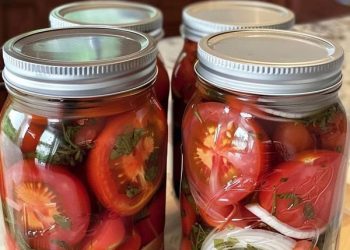 Leckere Tomaten auch mitten im Winter dank dieser alten Methode