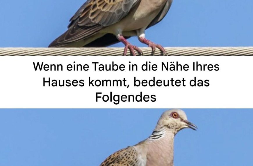 Eine Taube in der Nähe des Hauses: spirituelle Bedeutung und Gründe für ihre Anwesenheit