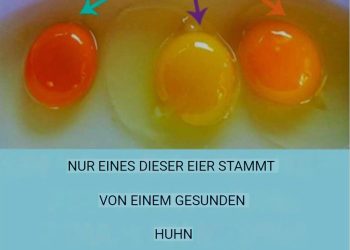 Alles, was du über das Ei wissen musst