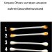 Unsere Ohren verraten den wahren Zustand unserer Gesundheit