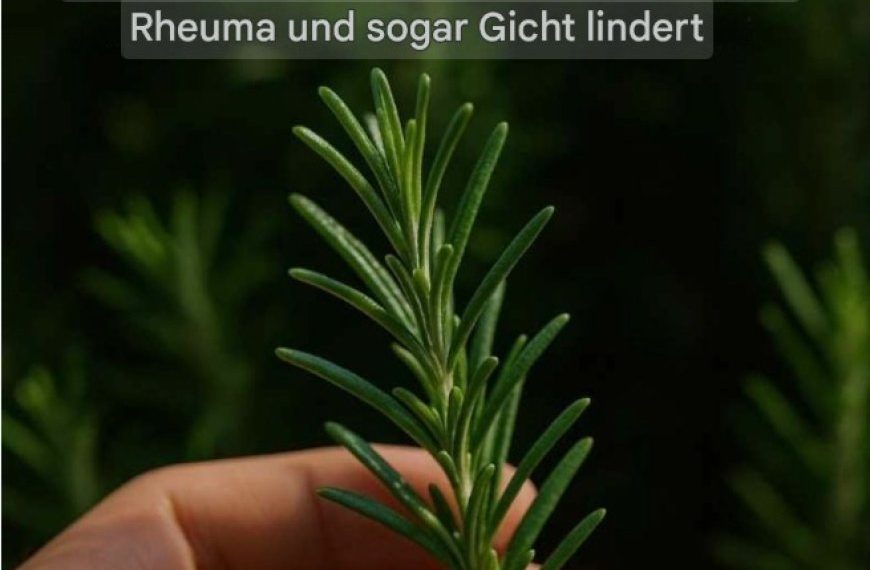 Entdecken Sie die Kraft von Rosmarin: „Natürliches Morphin“ in Ihrem eigenen Zuhause