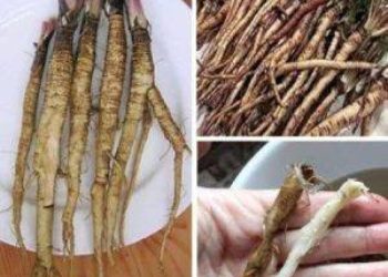 Es ist 100 Mal wirksamer als Chemotherapie.