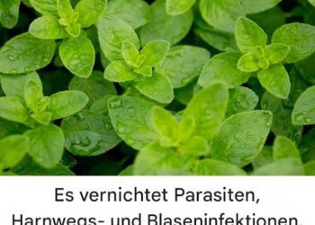 Sie ist eine der stärksten Pflanzen der Welt