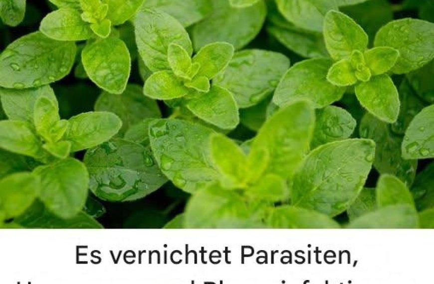 Sie ist eine der stärksten Pflanzen der Welt