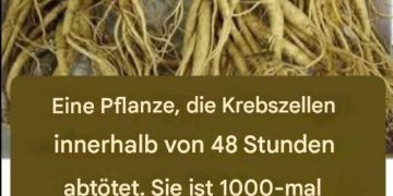 Diese Wurzel zerstört 98 % der Magen-, Darm-, Bauchspeicheldrüsen- und anderer Krebsarten