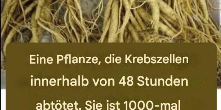 Diese Wurzel zerstört 98 % der Magen-, Darm-, Bauchspeicheldrüsen- und anderer Krebsarten
