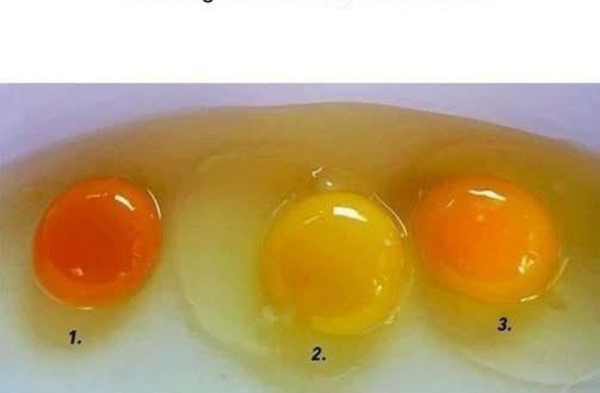 Wie man Eier von gesunden Hühnern erkennt
