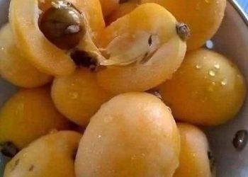 Dieses einfache, selbstgemachte Marmeladenrezept macht Alltagsfrüchte zu einem ewigen Favoriten.